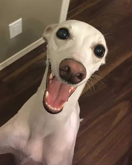 Photo of smiling Whippet