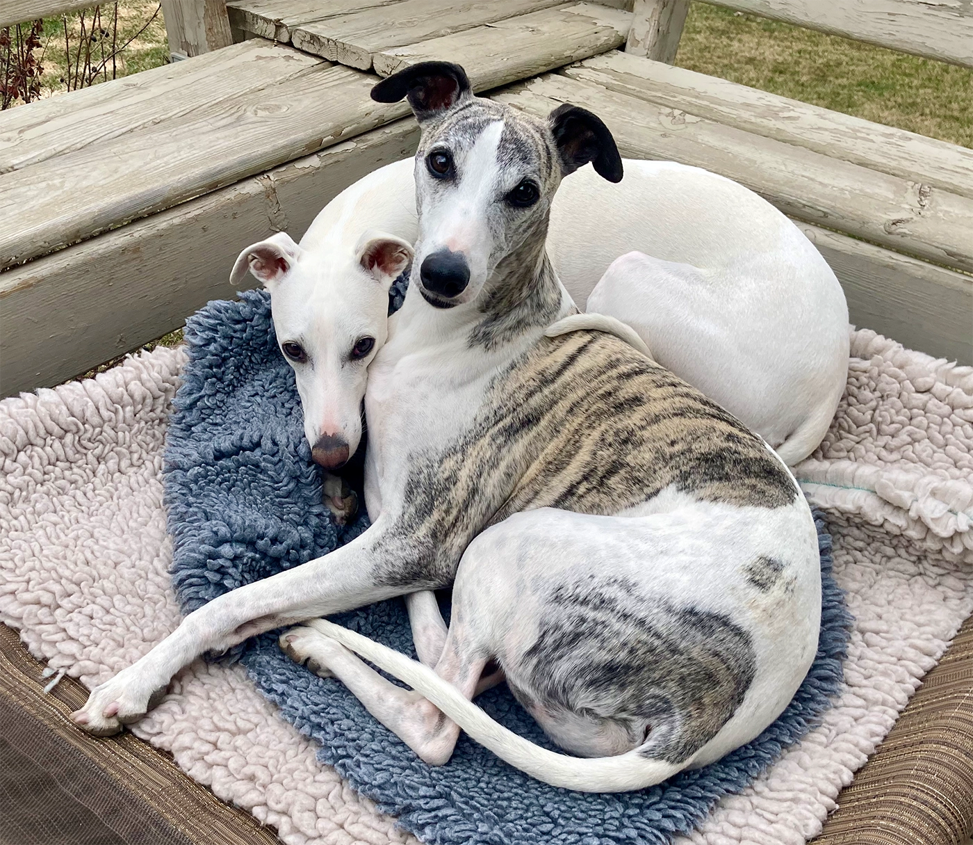 Photo of Amore and Opal on the deck
