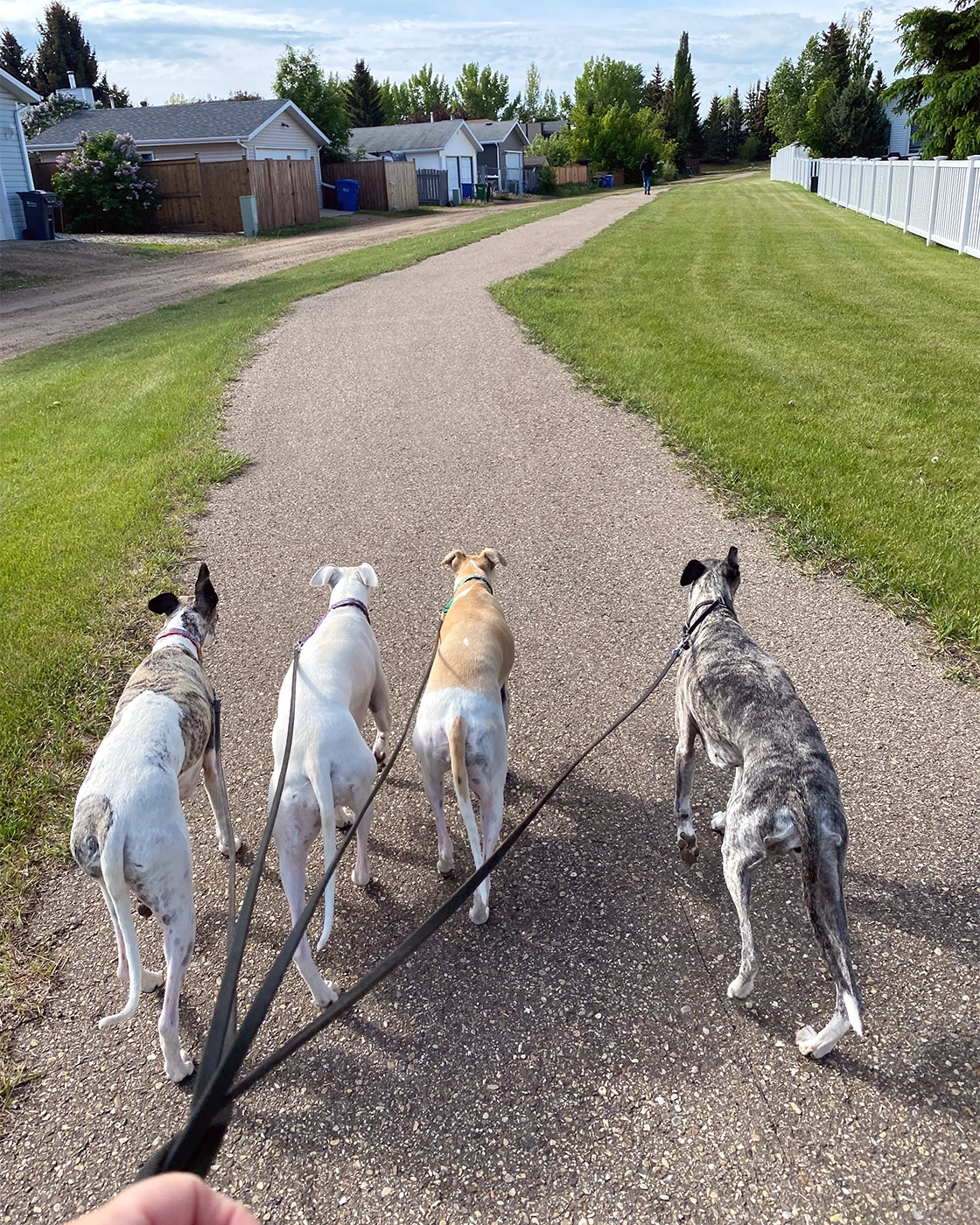 Photo of walking four dogs