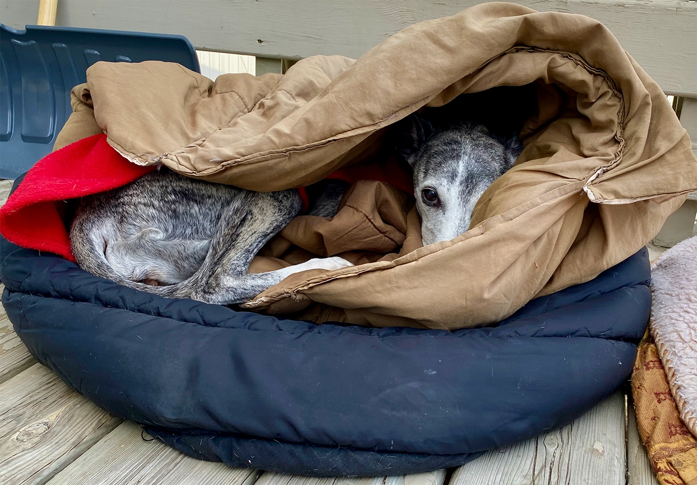 Photo of Jaylo Snuggled in her cave bed on the deck